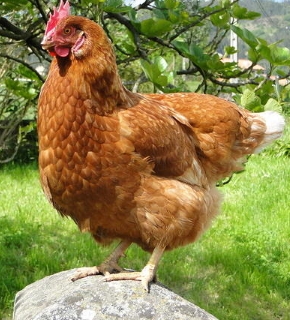Das Huhn